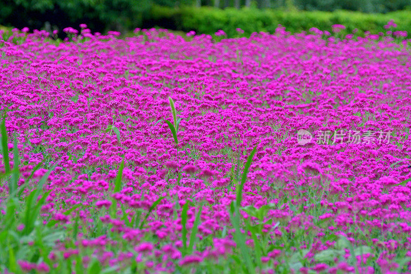 Silene armeria /甜美的William Catchfly:花